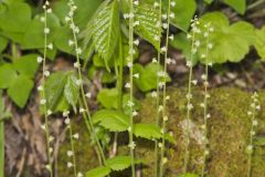 Bishop's Cap, Mitella diphylla