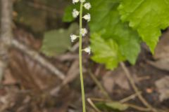 Bishop's Cap, Mitella diphylla