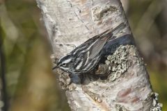 Black and White Warbler