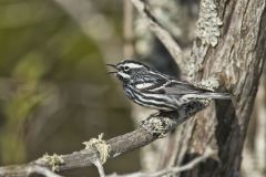 Black and White Warbler, Mniotilta varia
