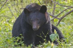 Black Bear