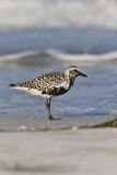 Black-bellied Plover, Pluvialis squatarola
