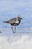 Black-bellied Plover, Pluvialis squatarola