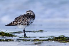 Black-bellied Plover, Pluvialis squatarola