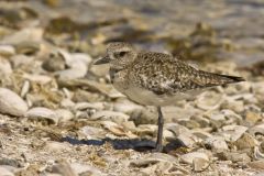Black-bellied Plover, Pluvialis squatarola