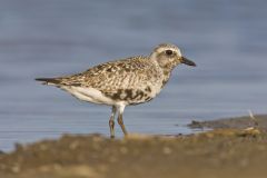 Black-bellied Plover, Pluvialis squatarola
