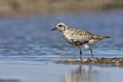 Black-bellied Plover, Pluvialis squatarola
