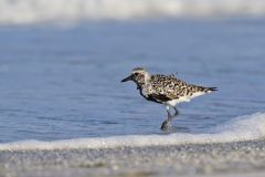 Black-bellied Plover, Pluvialis squatarola