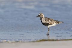 Black-bellied Plover, Pluvialis squatarola