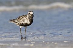 Black-bellied Plover, Pluvialis squatarola