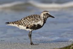 Black-bellied Plover, Pluvialis squatarola