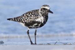 Black-bellied Plover, Pluvialis squatarola