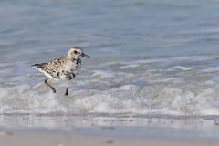 Black-bellied Plover, Pluvialis squatarola