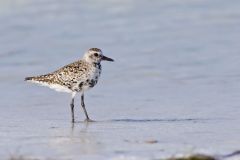 Black-bellied Plover, Pluvialis squatarola