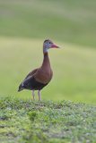 Black-bellied Whistling Duck, Dendrocygna autumnalis
