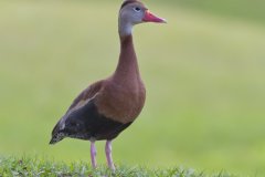 Black-bellied Whistling Duck