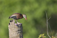 Black-bellied Whistling Duck, Dendrocygna autumnalis