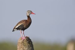 Black-bellied Whistling Duck, Dendrocygna autumnalis