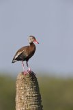 Black-bellied Whistling Duck, Dendrocygna autumnalis