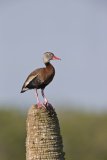 Black-bellied Whistling Duck, Dendrocygna autumnalis