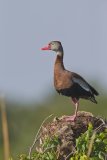 Black-bellied Whistling Duck, Dendrocygna autumnalis