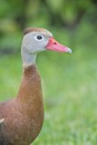 Black-bellied Whistling Duck, Dendrocygna autumnalis