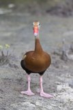 Black-bellied Whistling Duck, Dendrocygna autumnalis