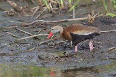Black-bellied Whistling Duck, Dendrocygna autumnalis