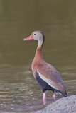 Black-bellied Whistling Duck, Dendrocygna autumnalis