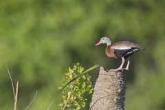 Black-bellied Whistling Duck, Dendrocygna autumnalis