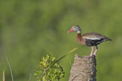 Black-bellied Whistling Duck, Dendrocygna autumnalis