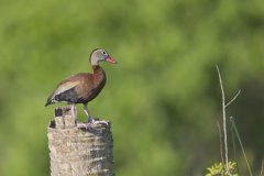 Black-bellied Whistling Duck, Dendrocygna autumnalis