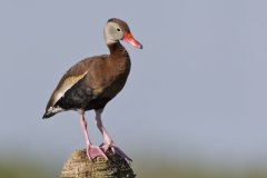 Black-bellied Whistling Duck, Dendrocygna autumnalis
