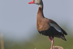 Black-bellied Whistling Duck, Dendrocygna autumnalis