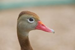 Black-bellied Whistling Duck, Dendrocygna autumnalis