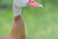 Black-bellied Whistling Duck, Dendrocygna autumnalis