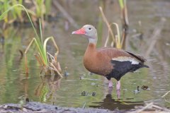 Black-bellied Whistling Duck, Dendrocygna autumnalis
