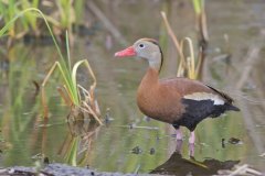 Black-bellied Whistling Duck, Dendrocygna autumnalis