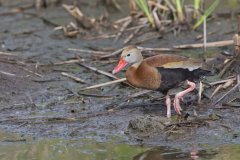 Black-bellied Whistling Duck, Dendrocygna autumnalis