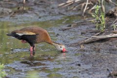 Black-bellied Whistling Duck, Dendrocygna autumnalis