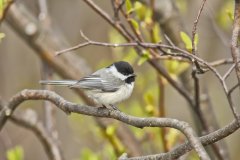 Black-capped Chickadee, Poecile atricapillus