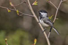 Black-capped Chickadee, Poecile atricapillus
