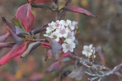 Black Chokeberry