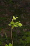 Black Cohosh, Actaea racemosa