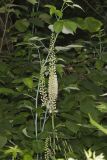 Black Cohosh, Actaea racemosa