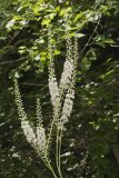 Black Cohosh, Actaea racemosa