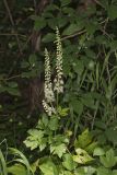 Black Cohosh, Actaea racemosa