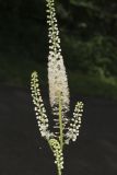Black Cohosh, Actaea racemosa