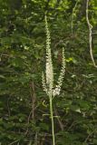 Black Cohosh, Actaea racemosa