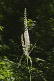 Black Cohosh, Actaea racemosa